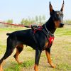 Pet Harness And Leash Set For Dog & Cat; Adjustable No Pull Service Dog Vest Harness For Walking