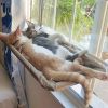 Cat Window Hammock 360Â¬âˆž Sunny Seat Space Saving Cat Beds For Indoor Cats