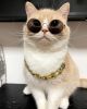 Pet gold collar Dog Chain Collar Keji Teddy Fadou domineering big gold necklace cat playing cool jewelry big gold chain