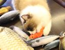 Cat toy;  imitation fish toy;  pet;  plush cat;  mint fish;  cat;  carp toy