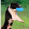 Soft Non-Slip Dog Flying Disc Silicone Game Frisbeed Anti-Chew Dog Toy Pet Puppy Training Interactive Dog Supplies